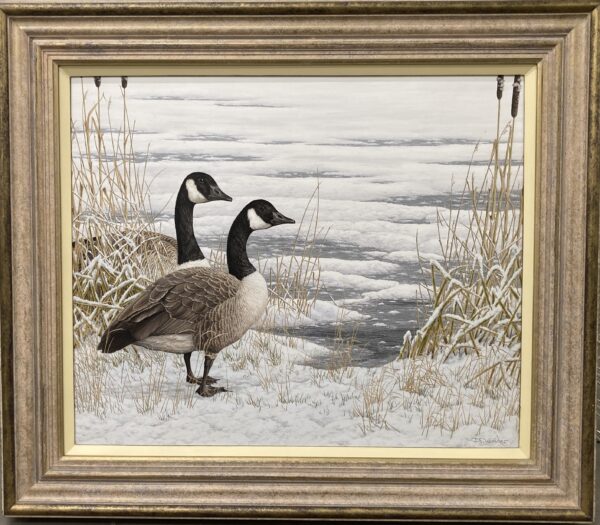 Canada Geese – Snow Bound – Showing the Frame