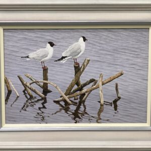 Black Headed Gulls – Watery Perch – Showing the Frame