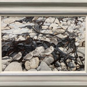 High Tide Roost – Sanderlings -Showing the Frame