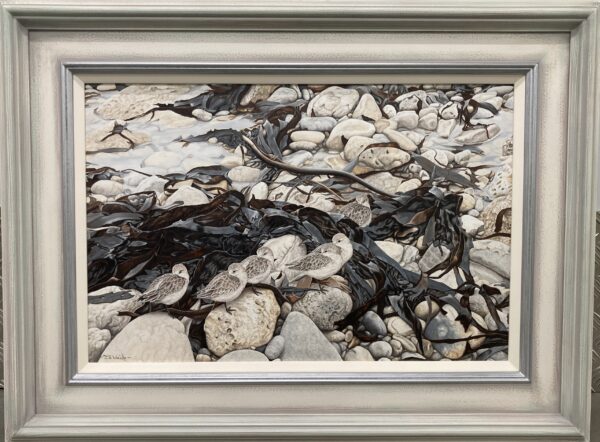 High Tide Roost – Sanderlings -Showing the Frame