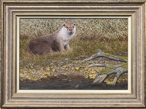 An Otter Resting – Showing the Frame