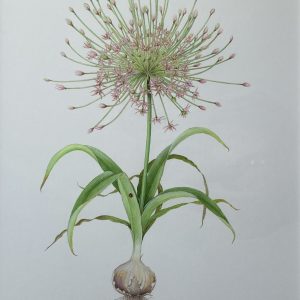 Allium Schubertii (Firework)