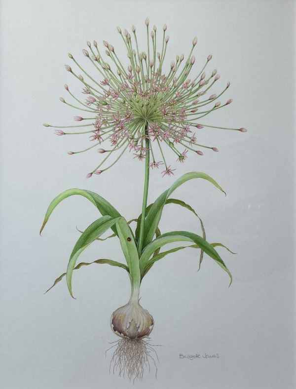 Allium Schubertii (Firework)
