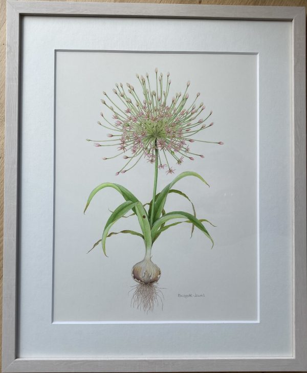 Allium Schubertii (Firework) – Showing the Lime Washed Frame