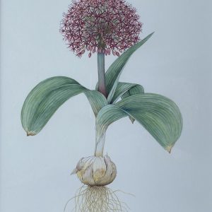 Allium Karataviene (Red Giant)