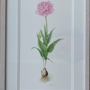 Tulip Angelique – Showing the Lime Washed Frame