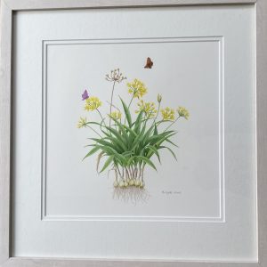 Allium Moley – Showing Lime Washed Frame