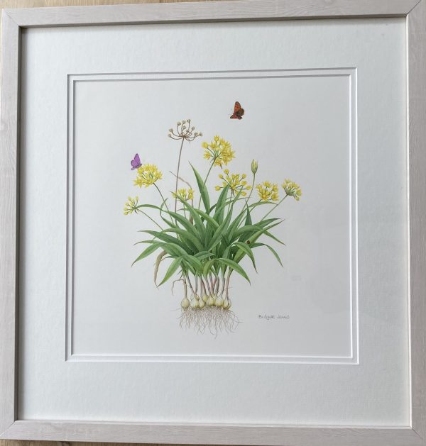 Allium Moley – Showing Lime Washed Frame