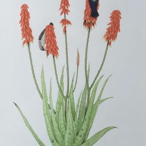 Sunbirds on Aloe  – Please double click to show full image