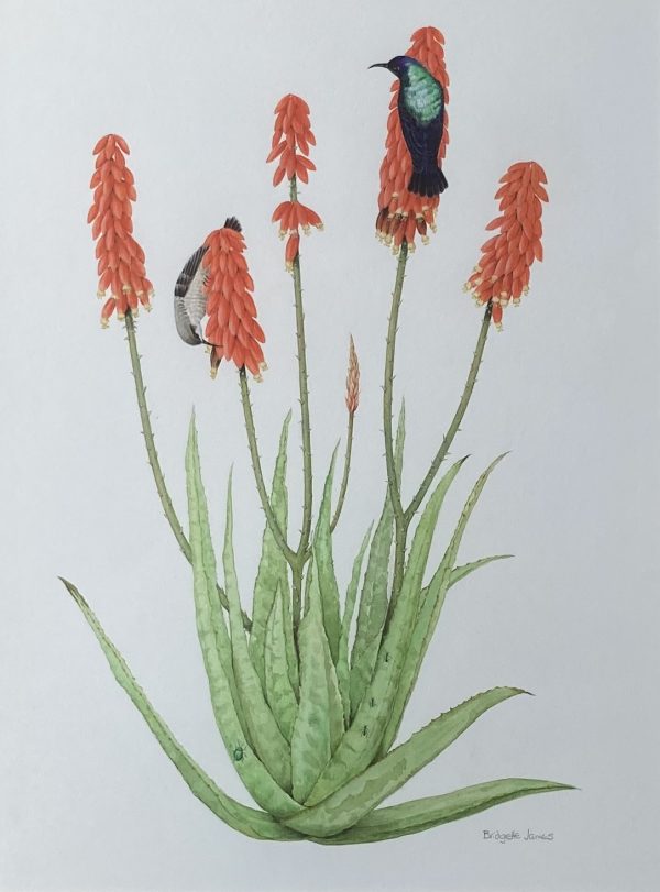 Sunbirds on Aloe  – Please double click to show full image