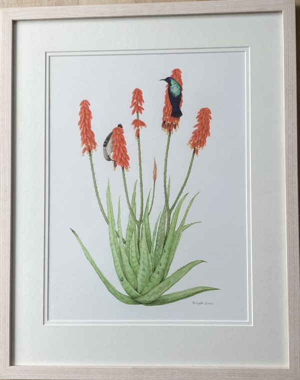 Sunbirds On Aloe – Showing the Lime Washed Frame (Please double click to show full image