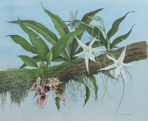 Orchids: Stanhopea Devoniensis, Angraecum Sesquipedale