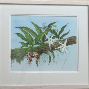 Orchids: Stanhopea Devoniensis, Angraecum Sesquipedale – Showing the Lime Washed Frame                                 Frame