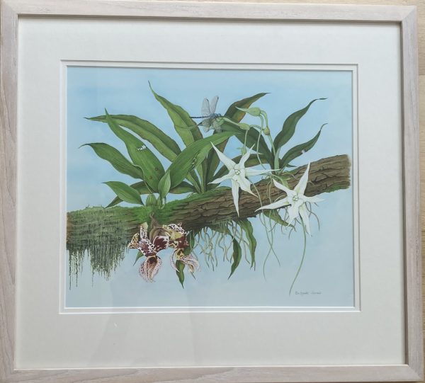 Orchids: Stanhopea Devoniensis, Angraecum Sesquipedale – Showing the Lime Washed Frame                                 Frame