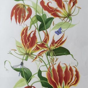 Gloriosa Rothschildiana Lily – Please double click to show full image