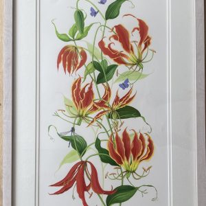 Gloriosa Rothschildiana Lily -Showing the Lime Washed Frame (Please double click to show full image)
