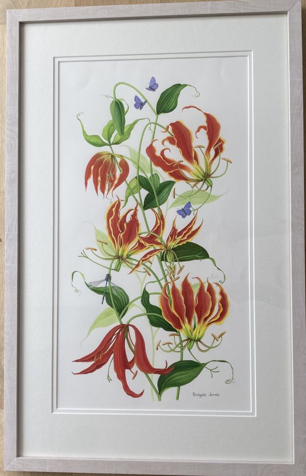 Gloriosa Rothschildiana Lily -Showing the Lime Washed Frame (Please double click to show full image)