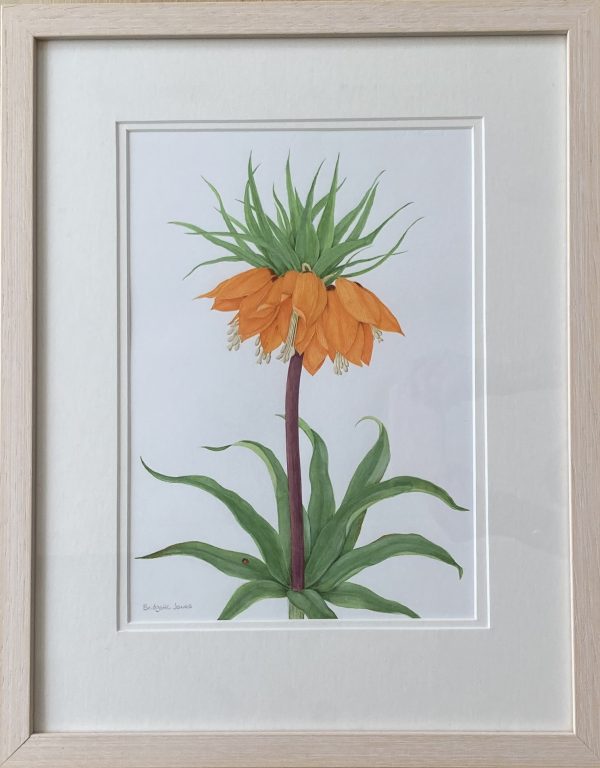 Imperial Lily – Showing the Lime Washed Frame (Please double click to show full image)