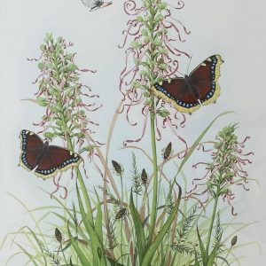 Lizard Orchids, Camberwell Beauty Butterflies (Please double click to show full image)