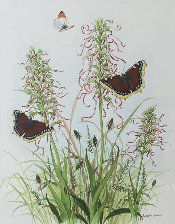 Lizard Orchids, Camberwell Beauty Butterflies (Please double click to show full image)