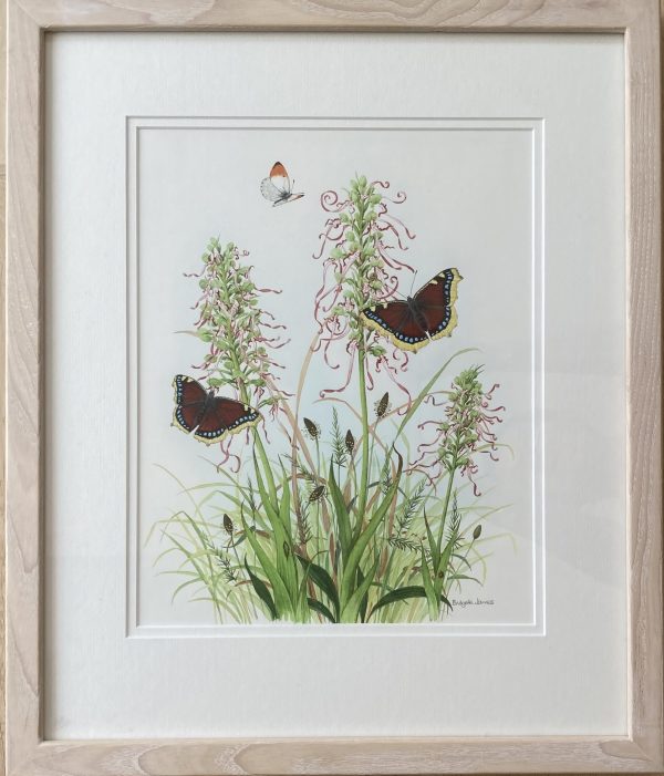 Lizard Orchids, Camberwell Beauty Butterflies – Showing the Lime Washed Frame (Please double click to show full image)