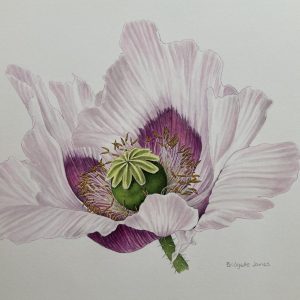 Oriental Poppy – Presently Unframed (Please double click to show full image)