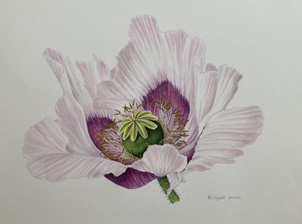 Oriental Poppy – Presently Unframed (Please double click to show full image)